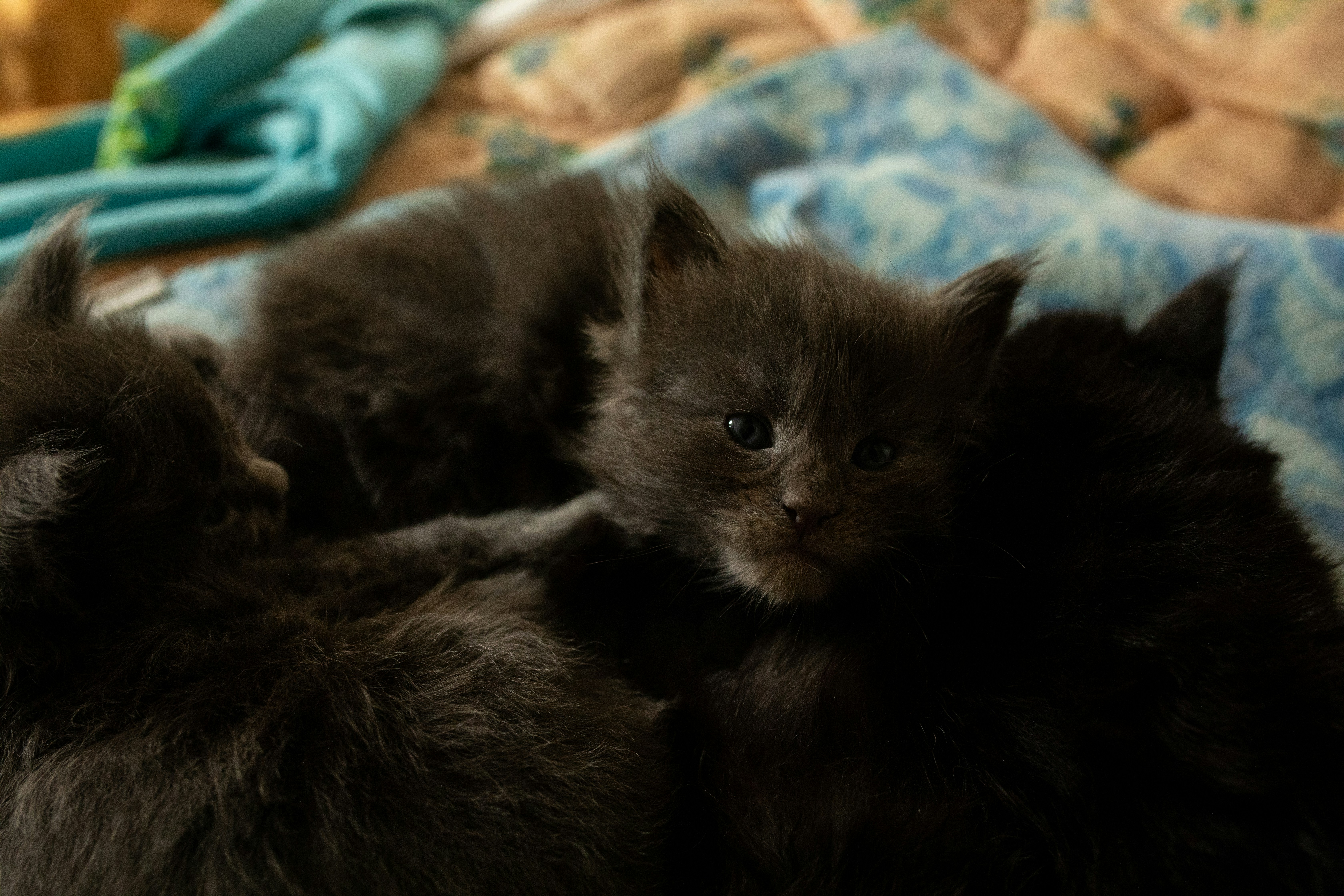 Koťátka Maine Coon tulící se u sebe.