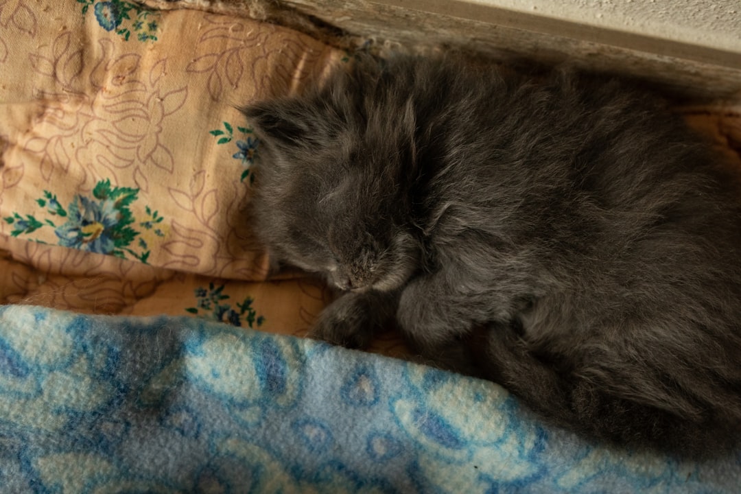 a black cat is sleeping on a blanket,