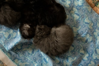 A cozy scene of small kittens playing gently on a soft gray and blue blanket.