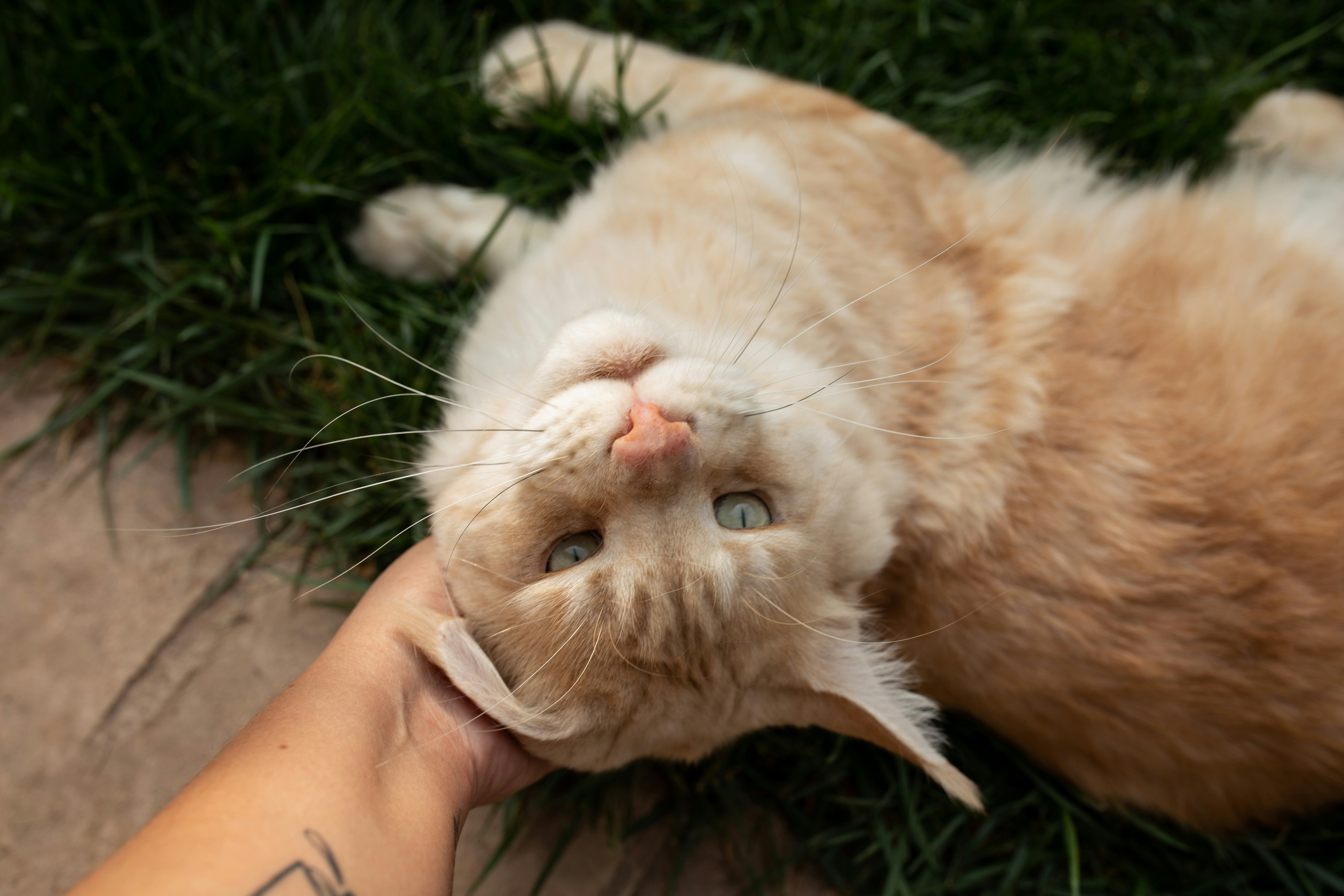 How to Stop Cats from Biting: Expert Behavior Guide