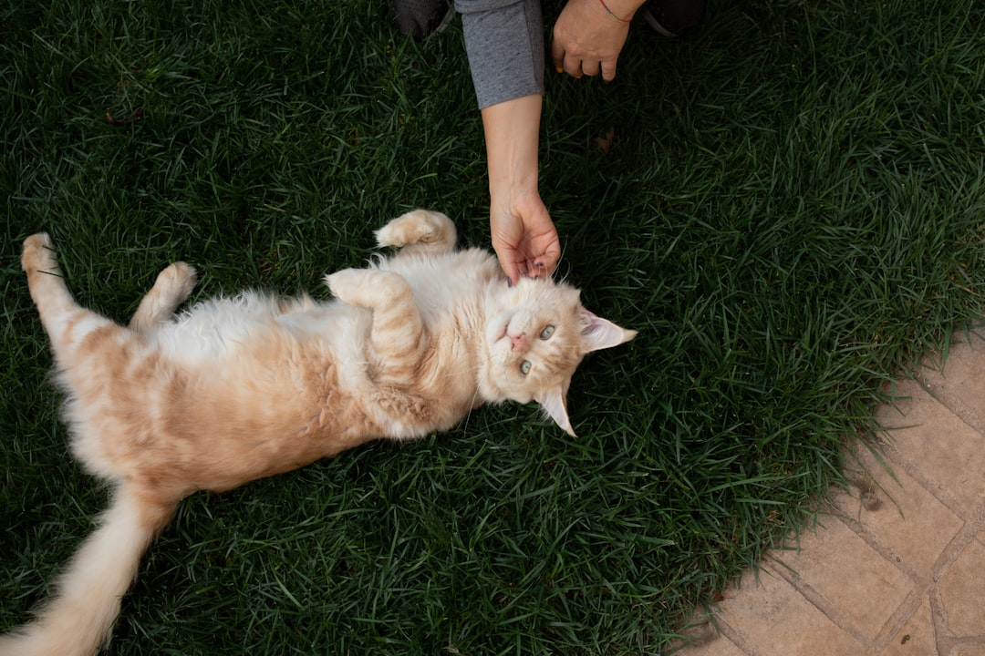 a person petting a cat on the grass,