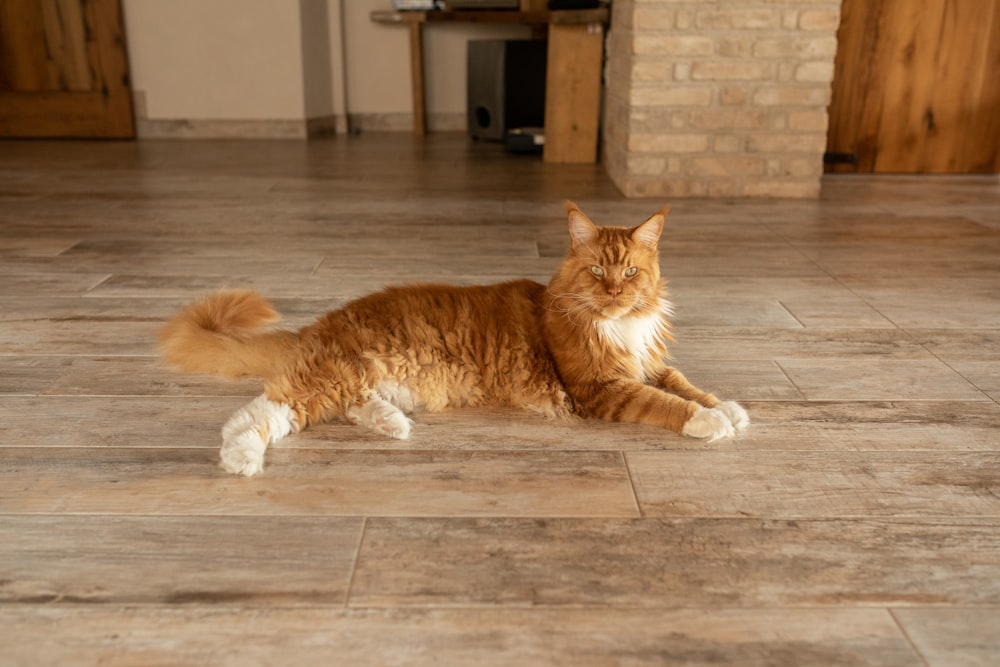 타일 바닥에 누워 있는 주황색과 흰색 고양이