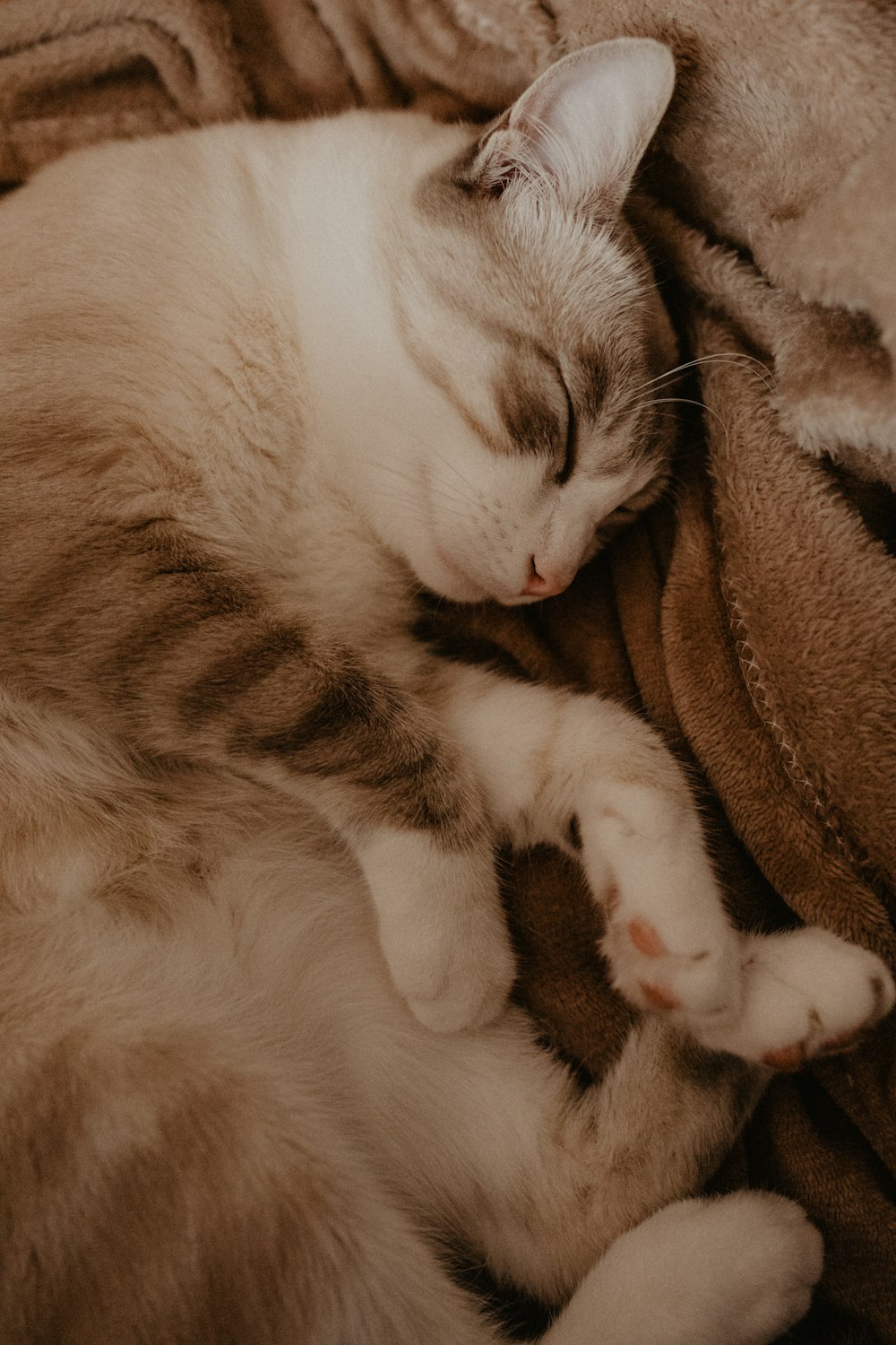 Foto Un gato durmiendo sobre una manta encima de una cama – Imagen Animal  gratis en Unsplash