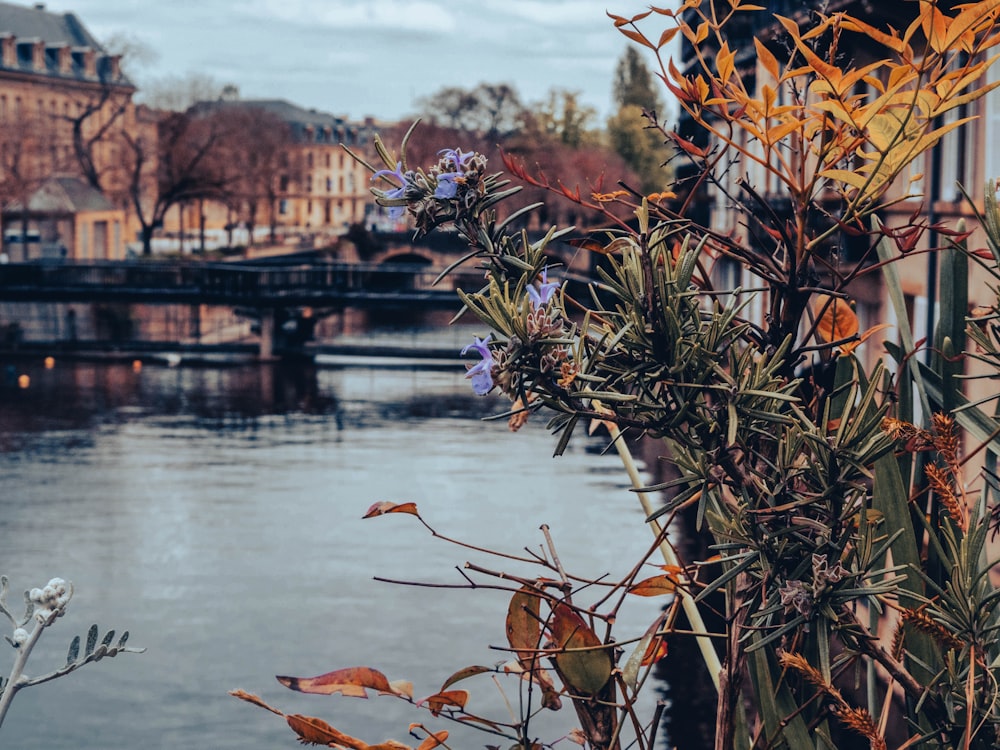 a body of water with a bridge in the background