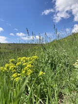 A serene field with scattered flowers where bees buzz gently under a cloudy sky.