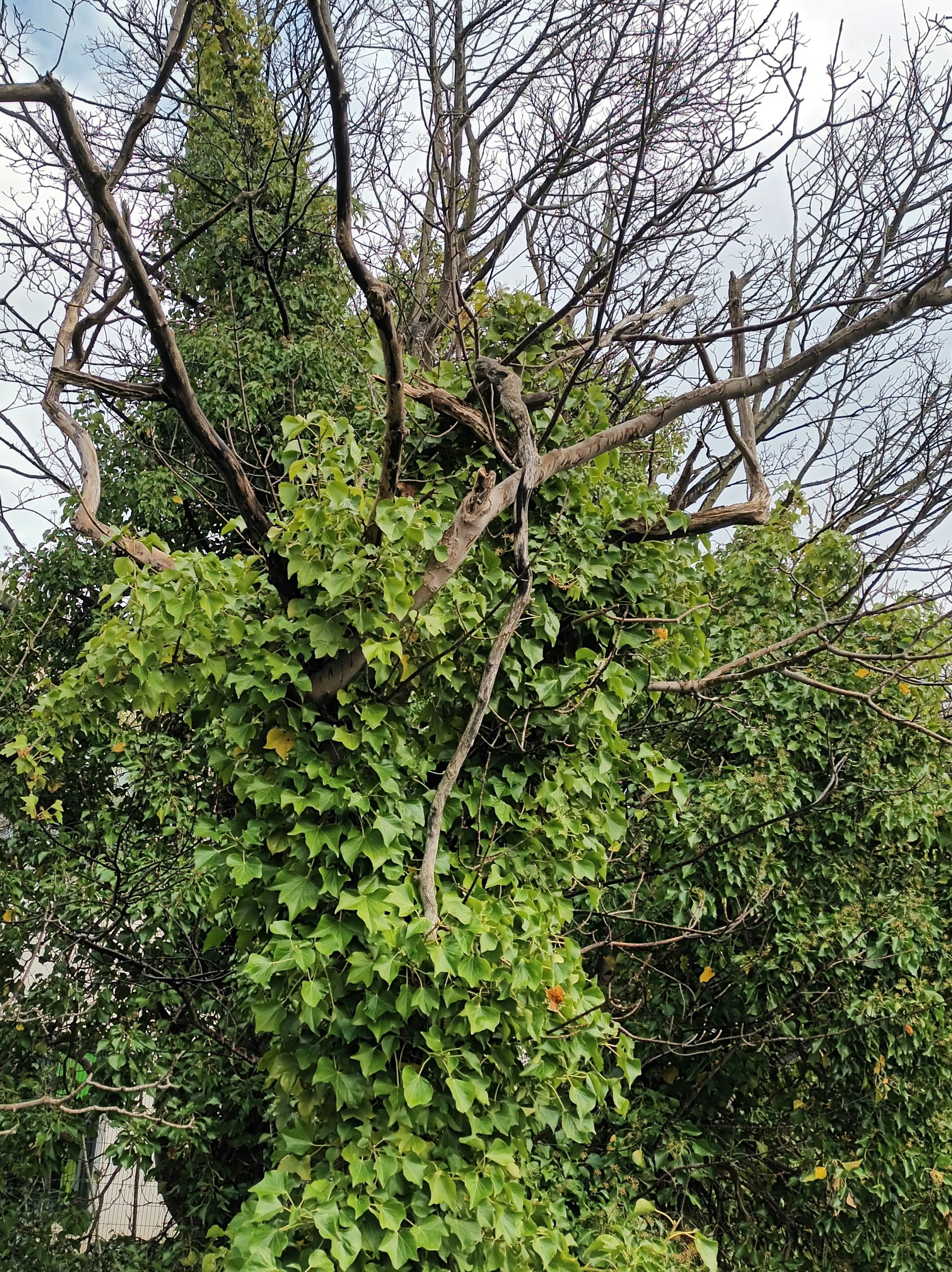 English Ivy: The Silent Strangler (image credits: unsplash)