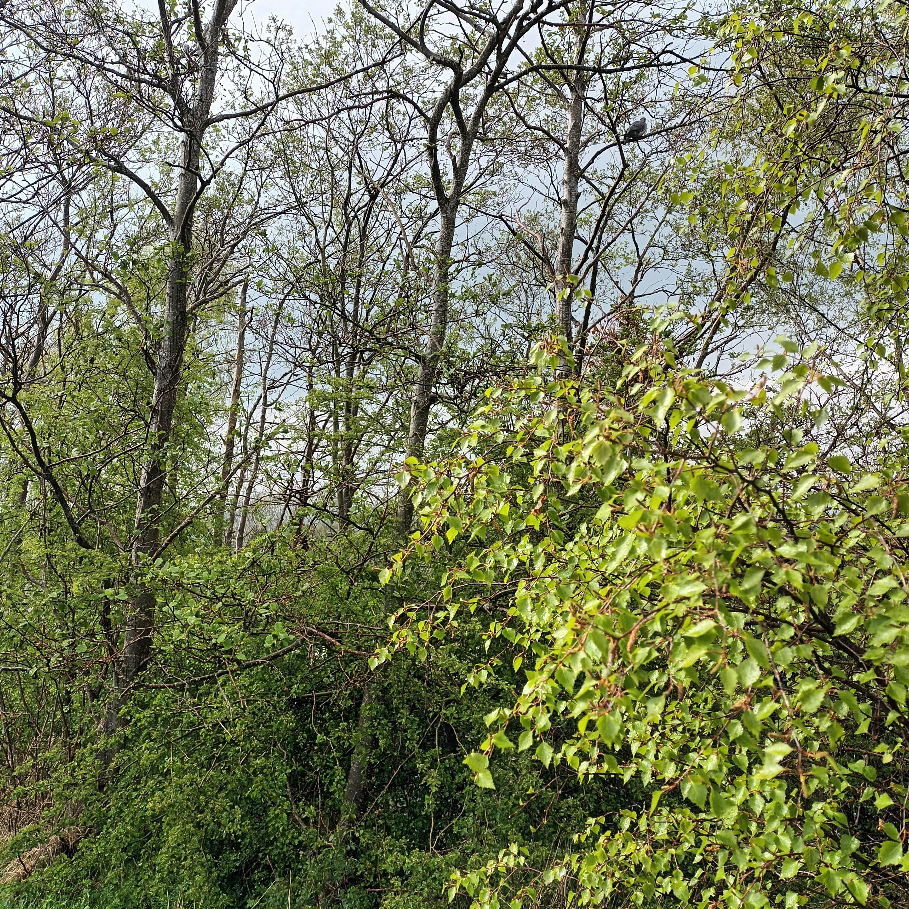 Photo by myfreedomswings