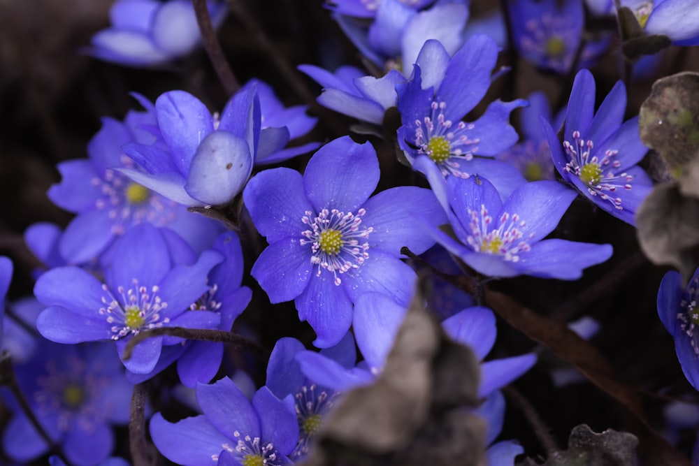 a close up of a bunch of blue flowers