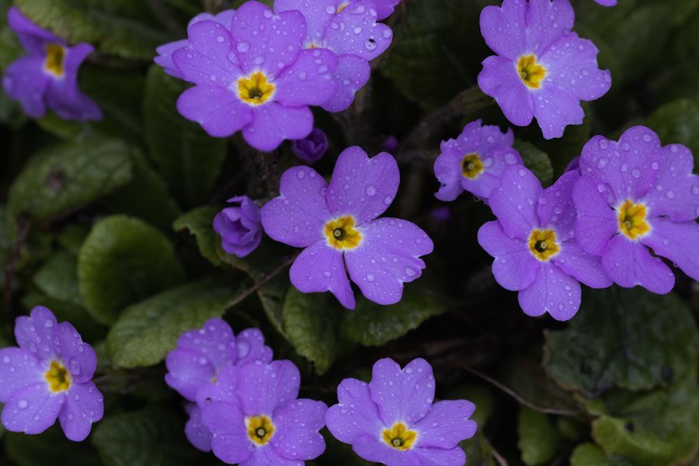 a bunch of purple flowers with water droplets on them