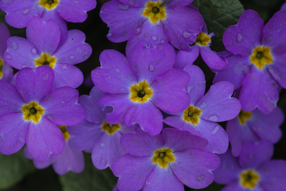 a bunch of purple flowers with yellow centers