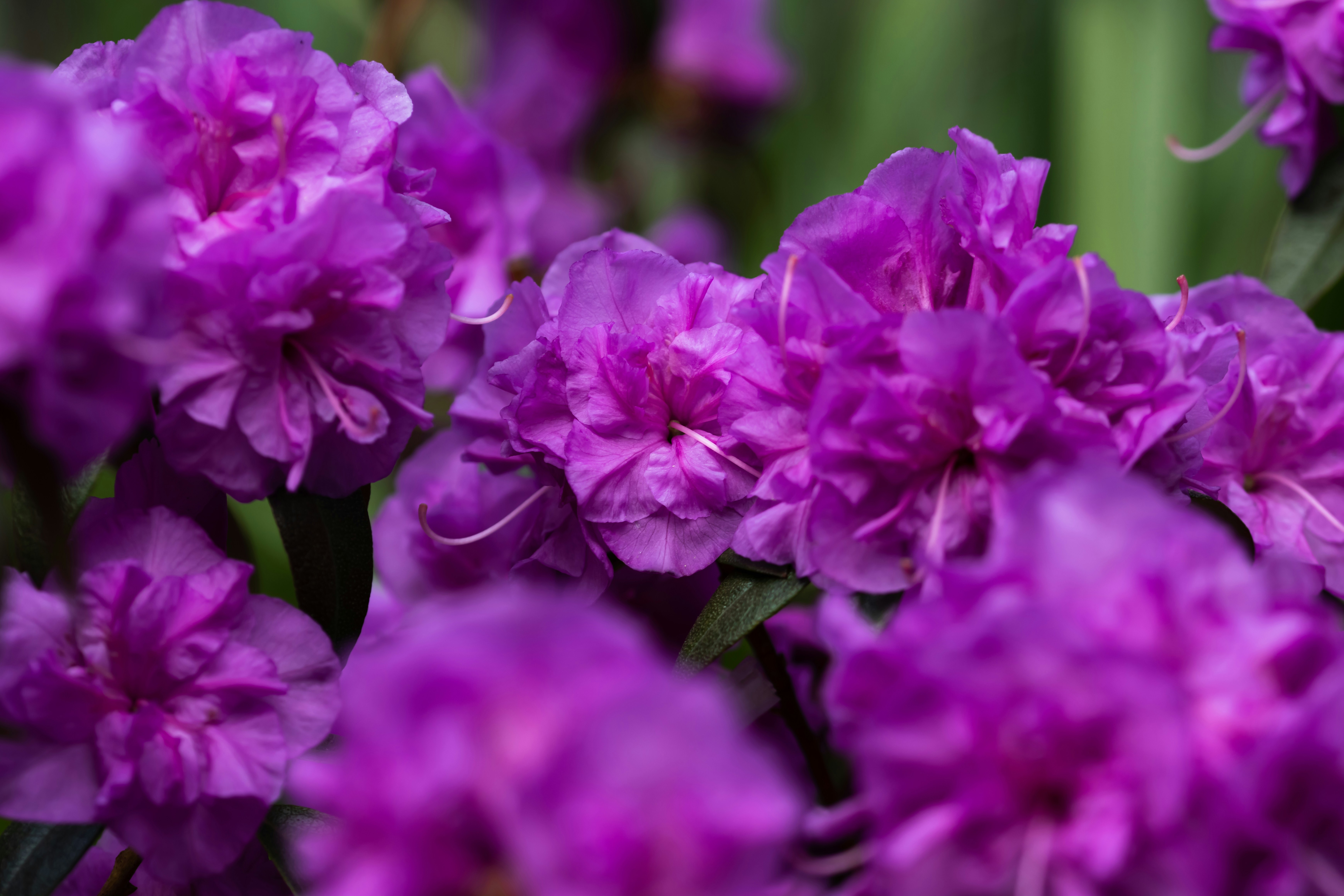 un mazzo di fiori viola che stanno sbocciando