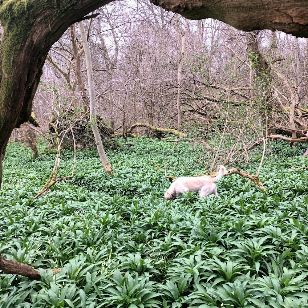 a small white animal standing in a lush green forest