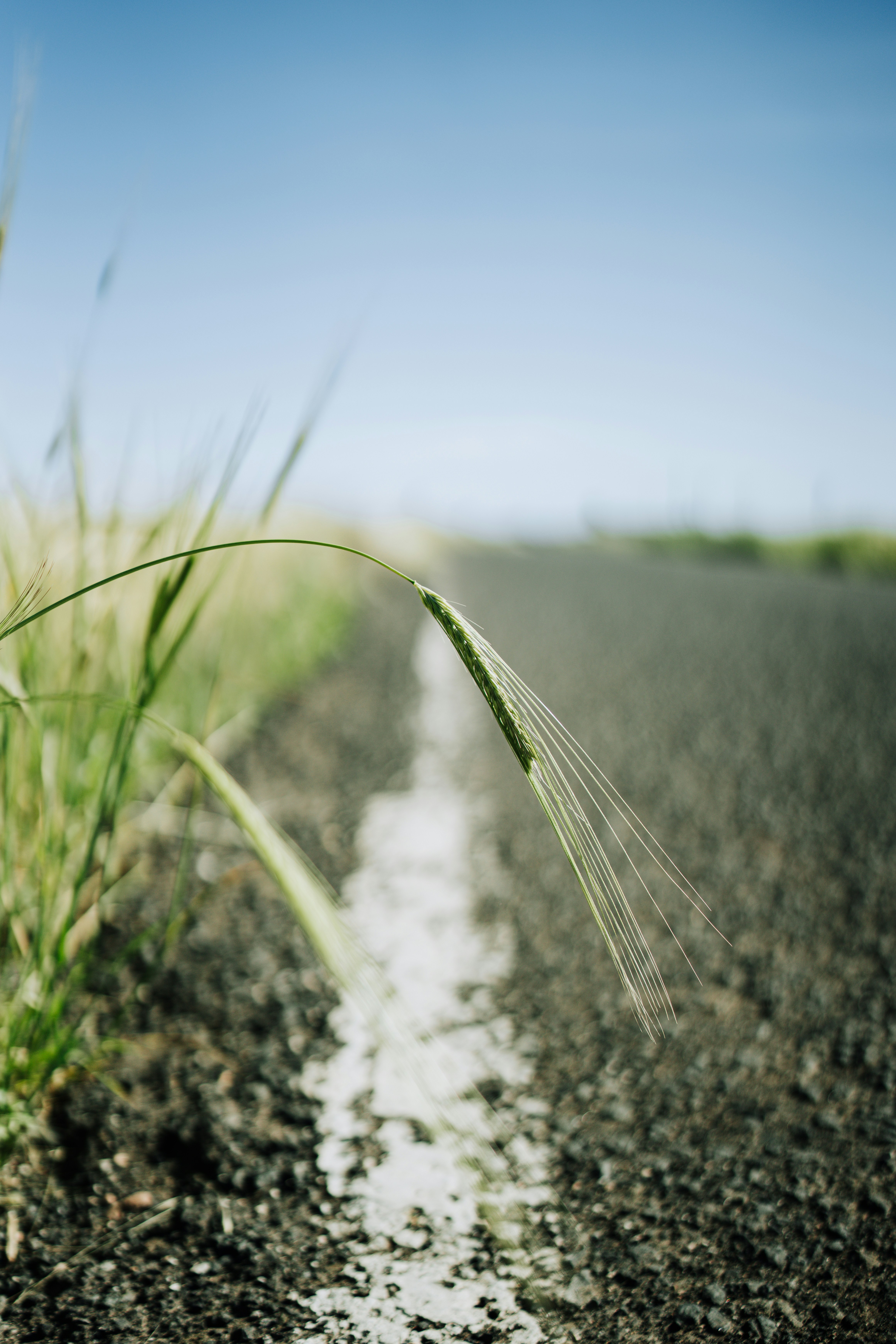 A close up of a grass growing on the side of a road photo – Free