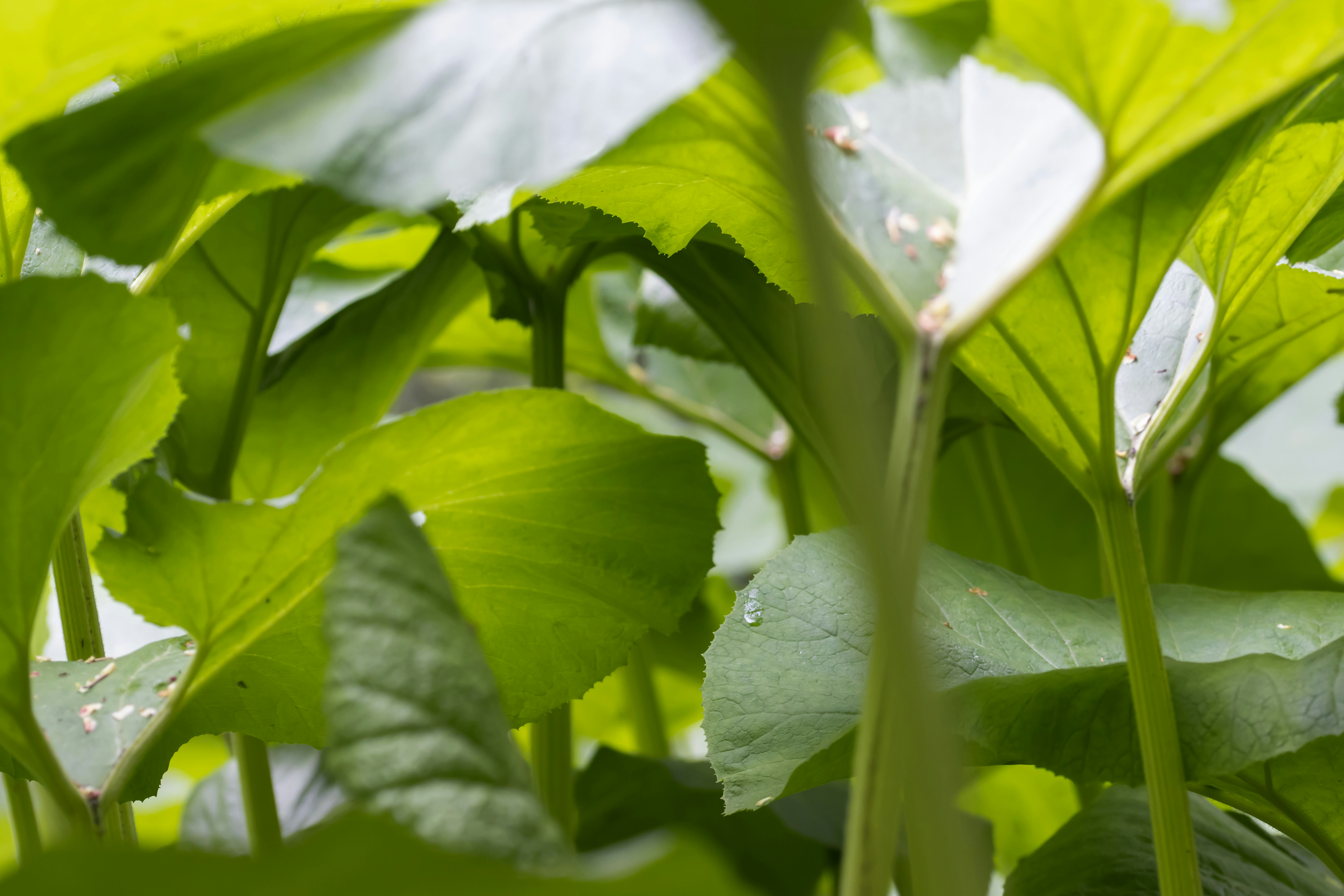 Un primo piano di una pianta verde con le foglie