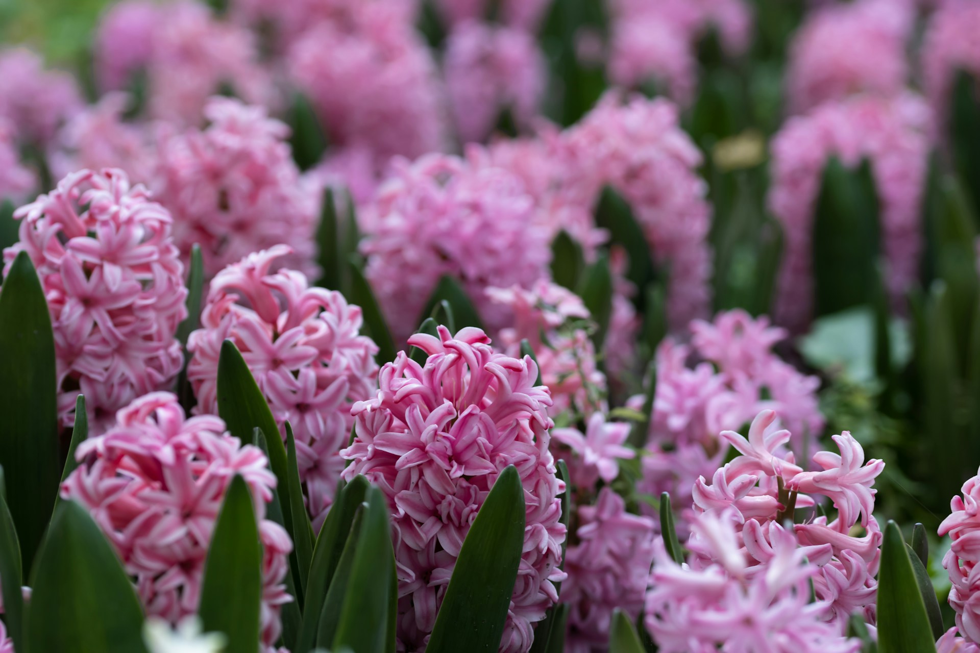a field of pink flowers with green leaves