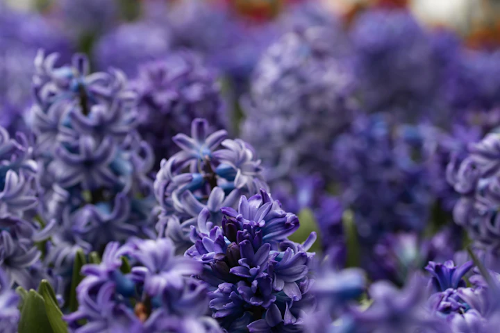 Purple hyacinths — visual inspiration for Hyacinth