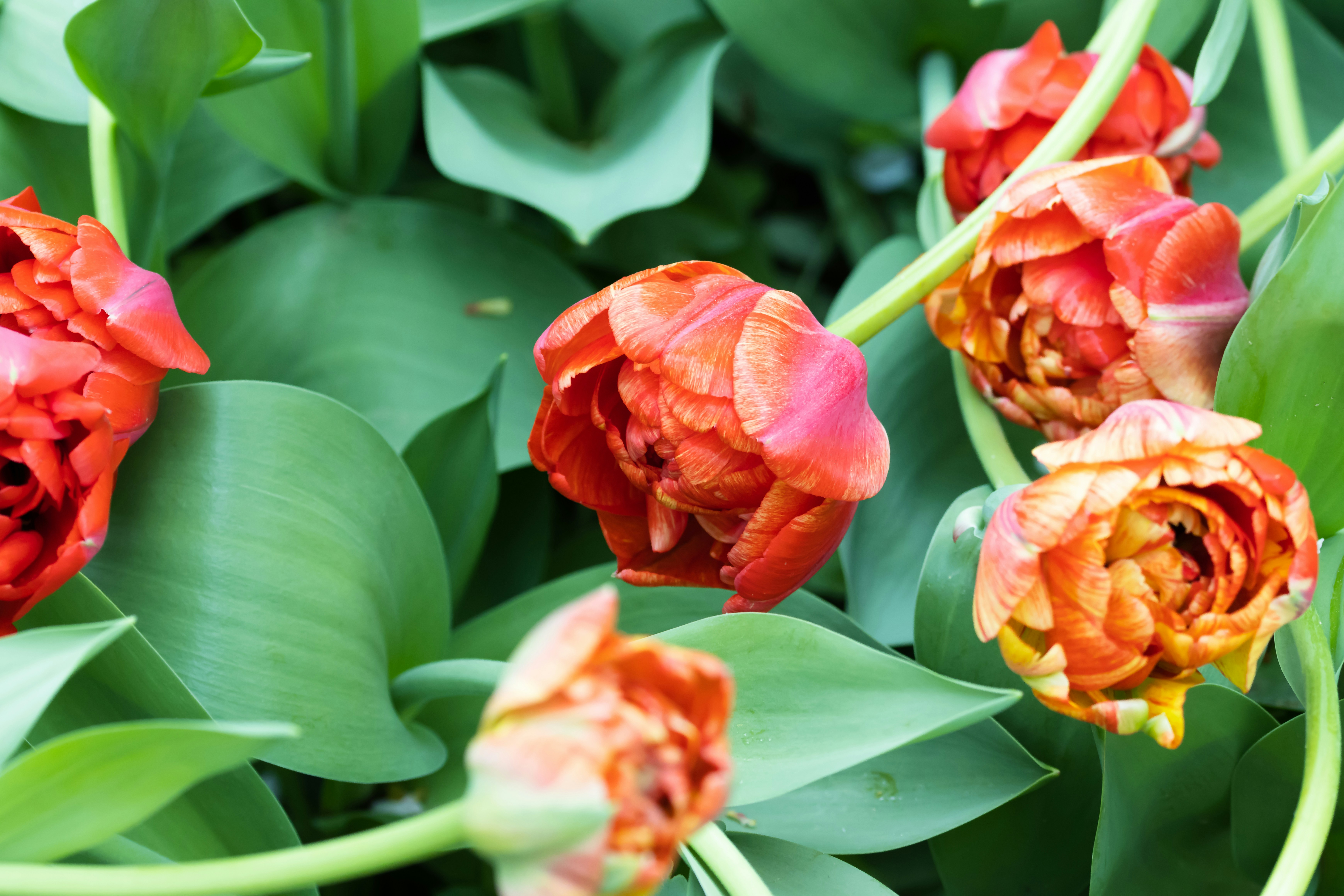 un gruppo di fiori rossi con foglie verdi