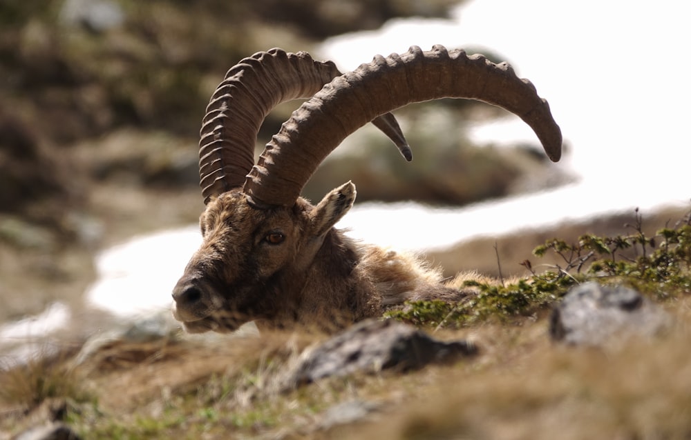 a mountain goat with large horns laying on the ground