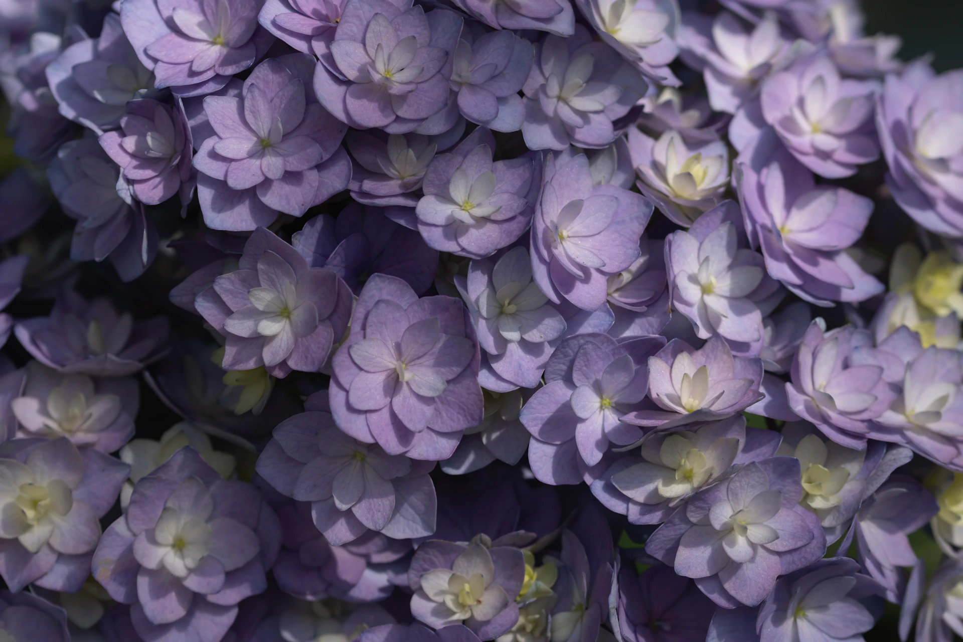 a close up of a bunch of purple flowers