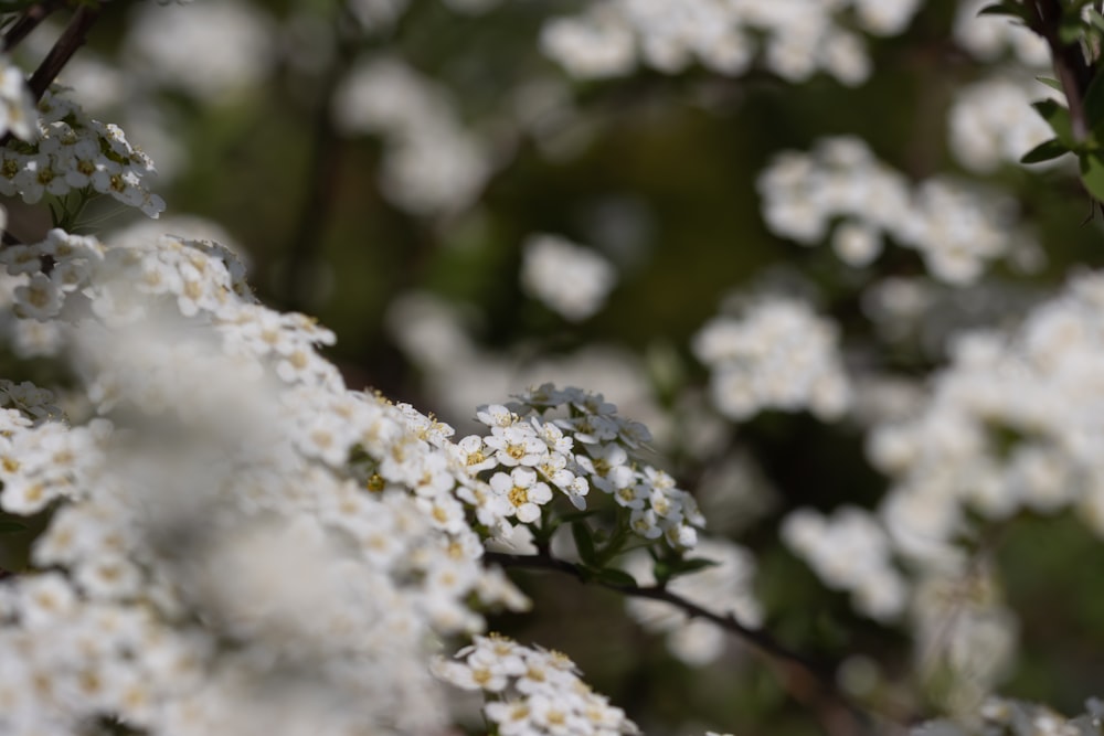 a close up of white flowers on a tree