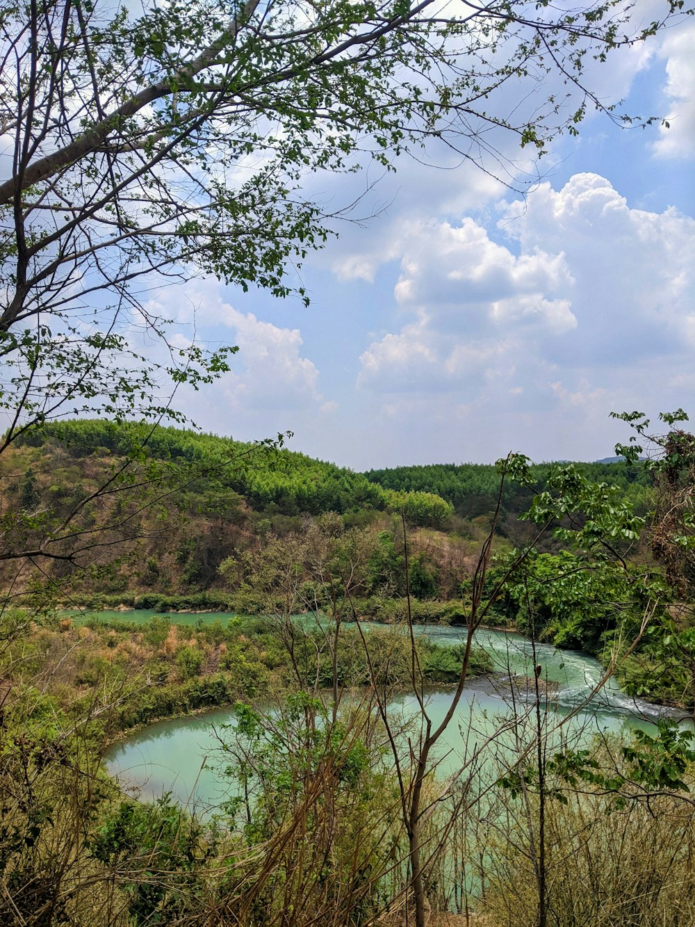 a river running through a lush green forest