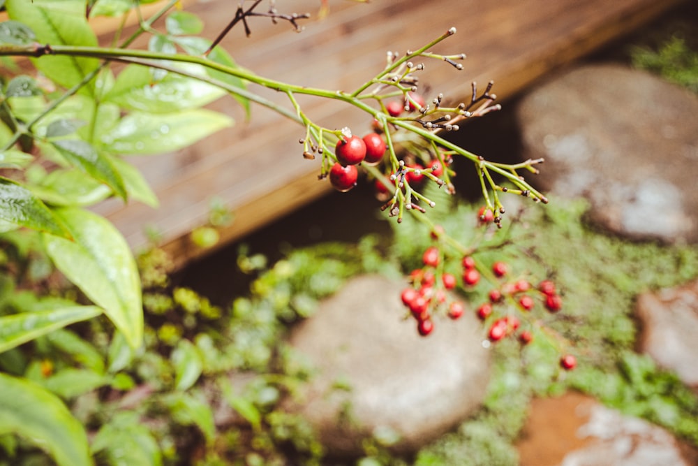 a bunch of red berries hanging from a tree