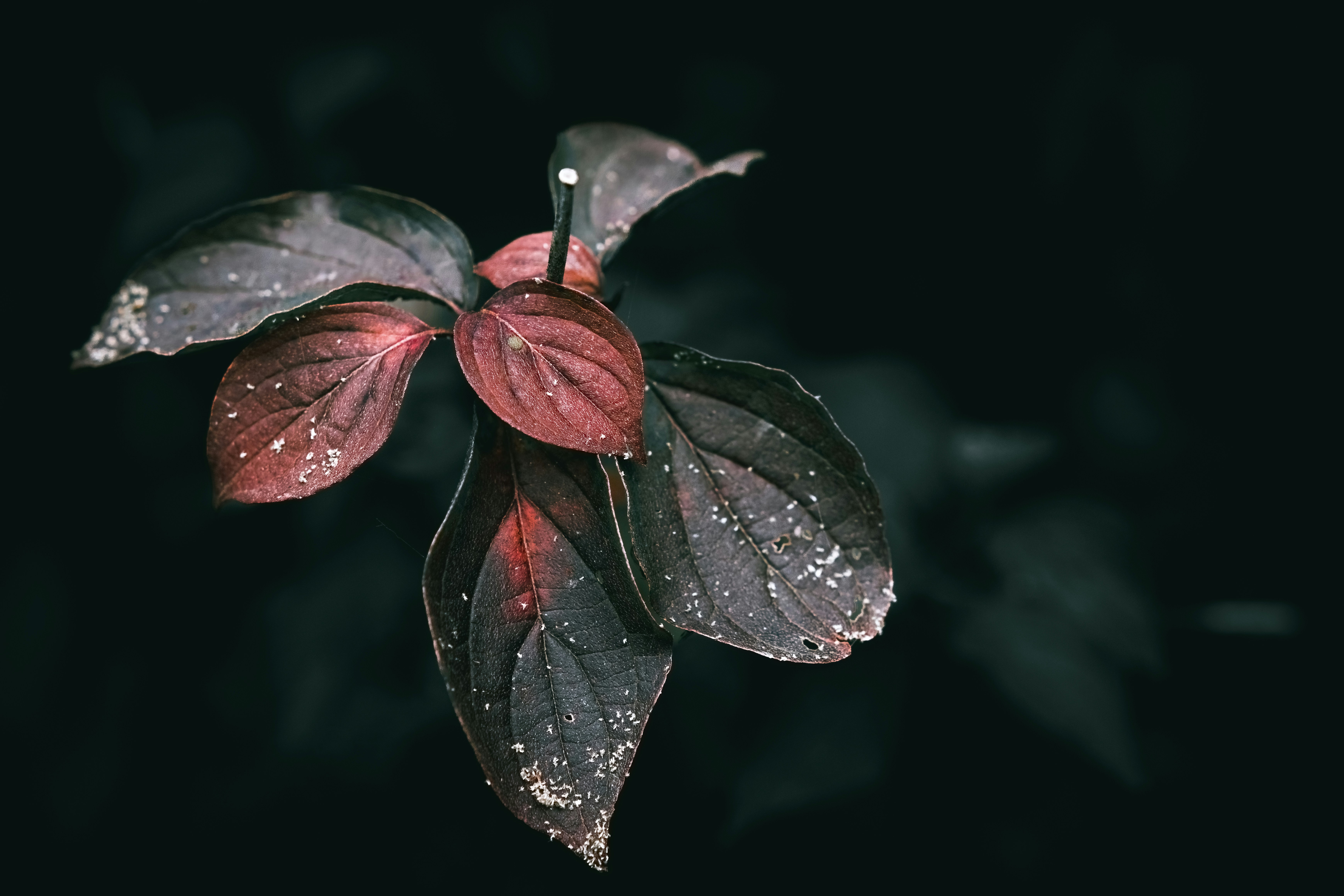 Photo by wyxina