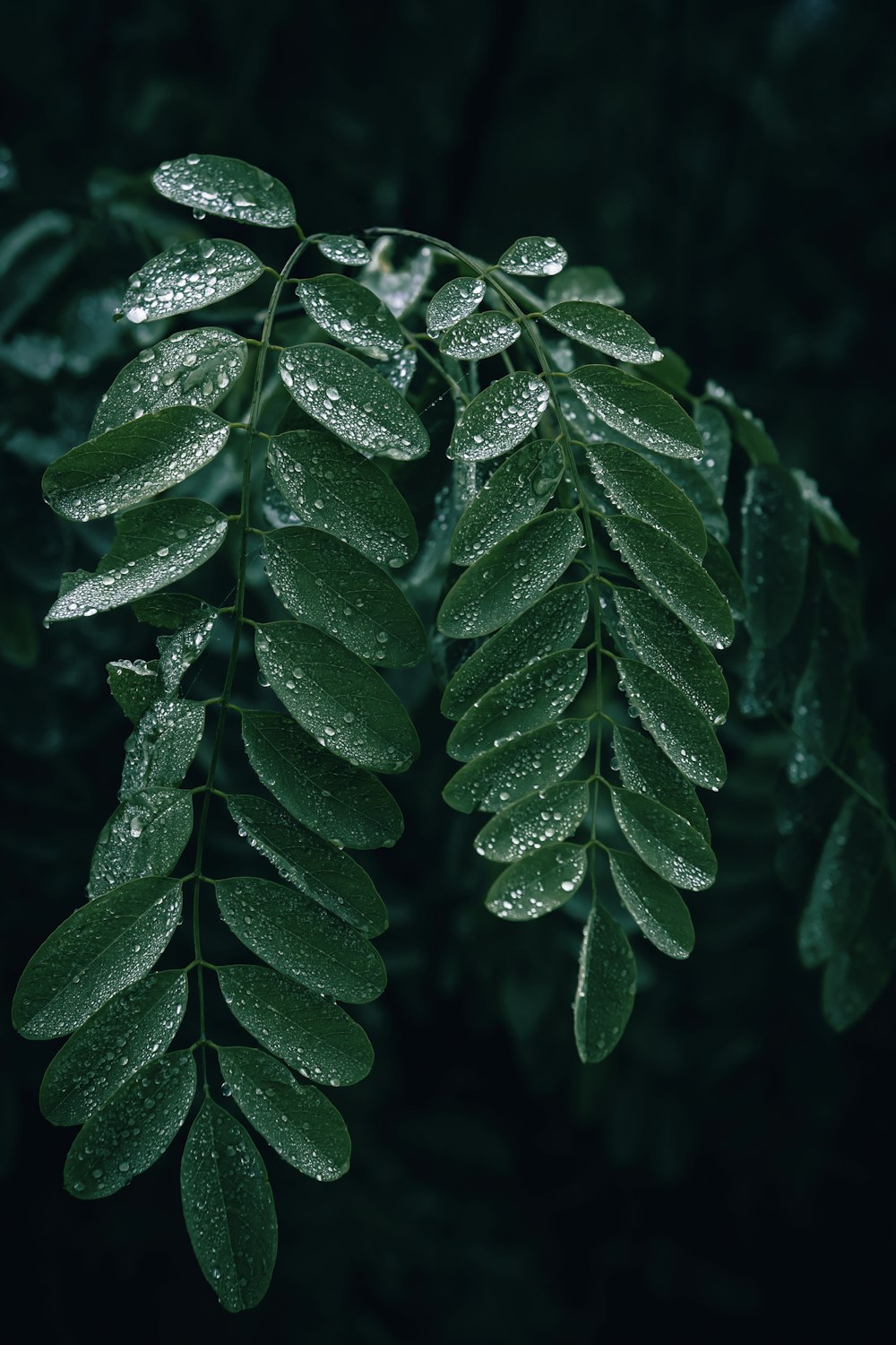 a close up of a leaf with drops of water on it