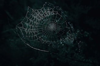 a spider web with dew drops on it