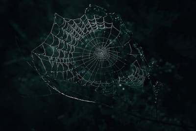 a spider web with dew drops on it
