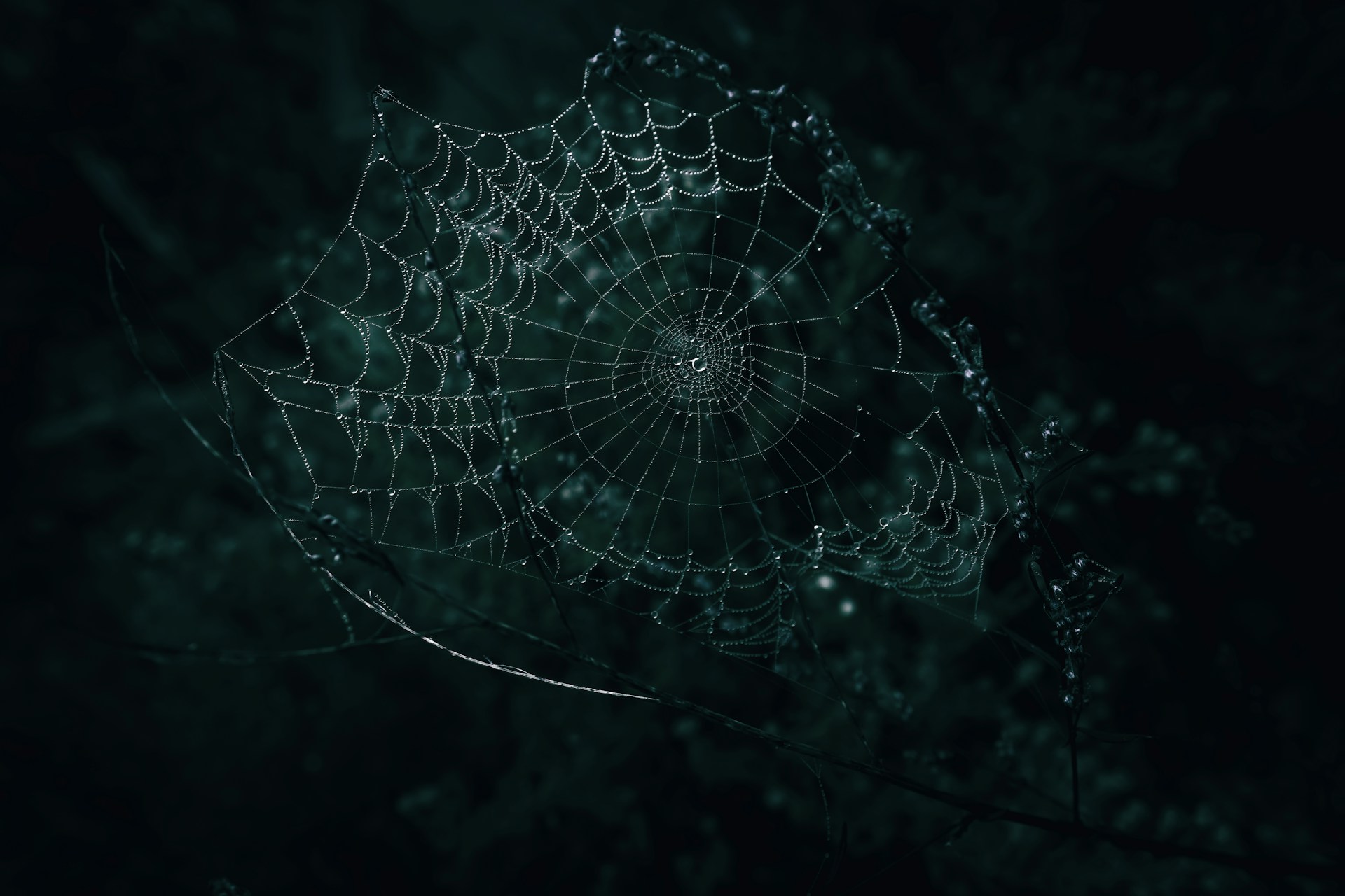 a spider web with dew drops on it
