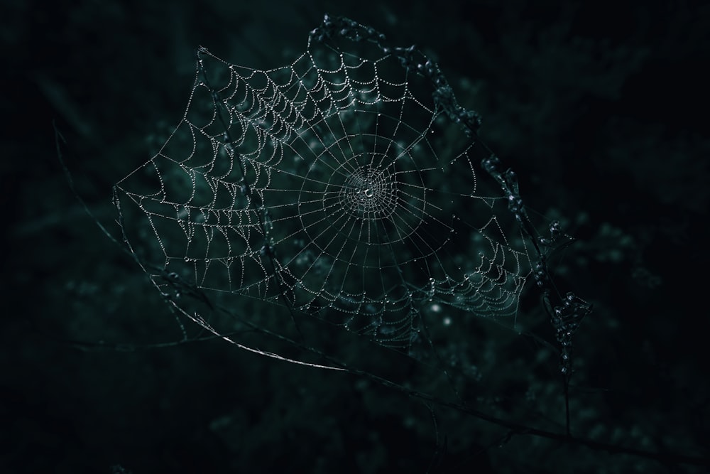 a spider web with dew drops on it