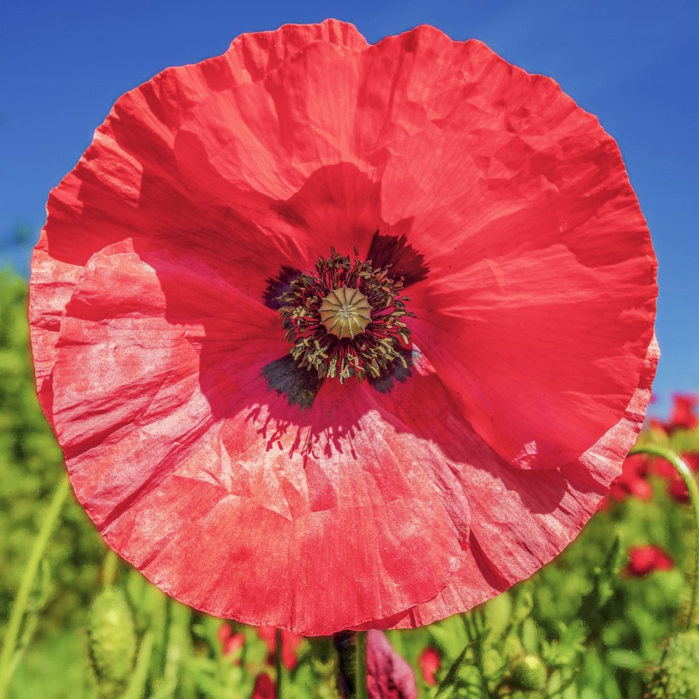 a red flower with a blue sky in the background