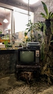 An indoor space featuring a vintage television set placed on a decorative stand with an intricate design. On top of the TV, there is an old typewriter, while surrounding it are various potted plants. The background includes a window that looks into another room with hanging lights and patterned tiles visible.