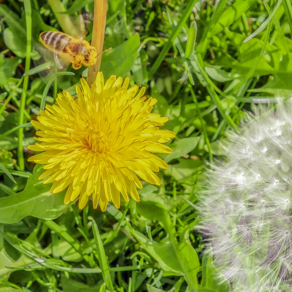 ein Löwenzahn und eine Biene auf einem Grasfeld