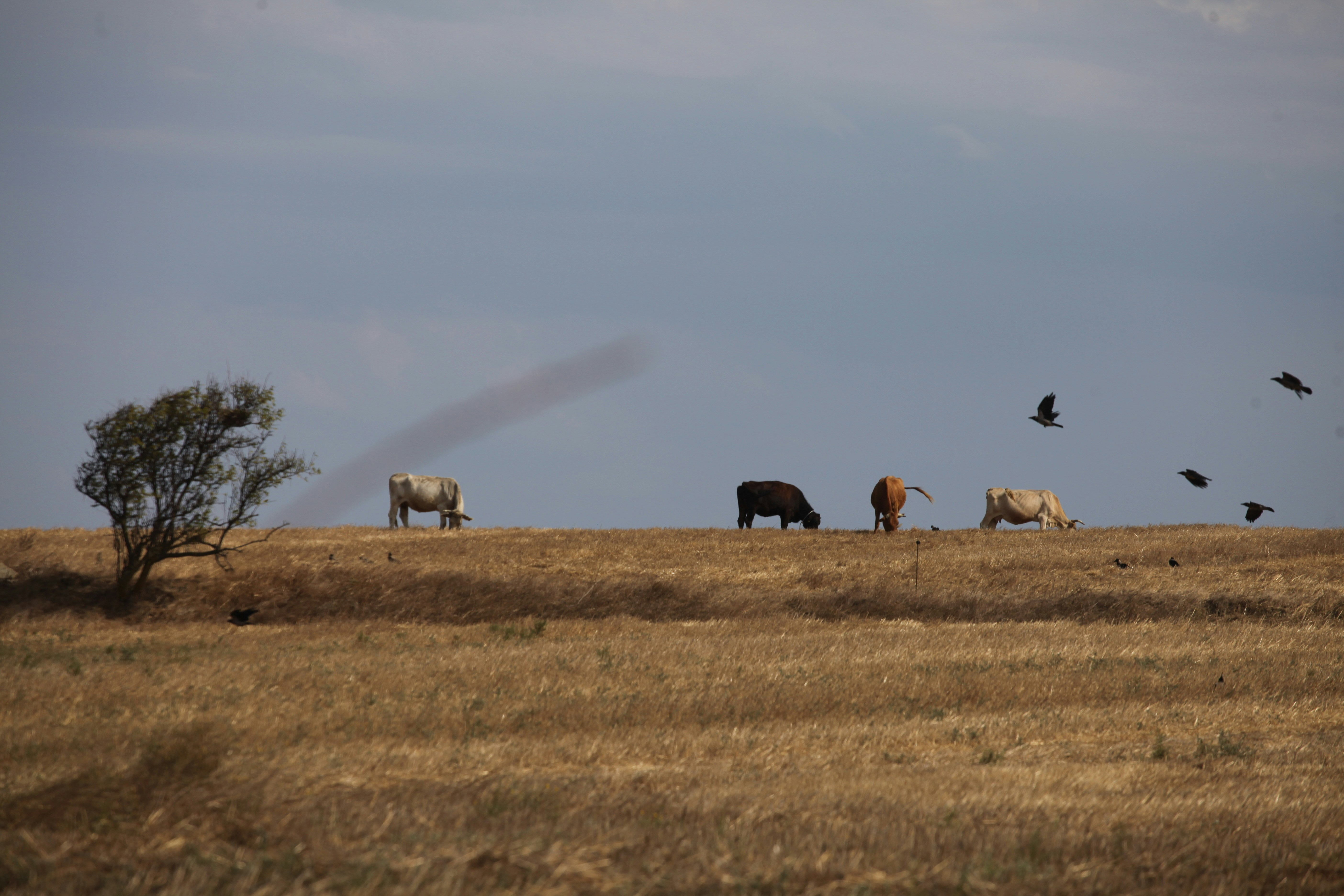 a herd of cattle standing on top of a dry grass field