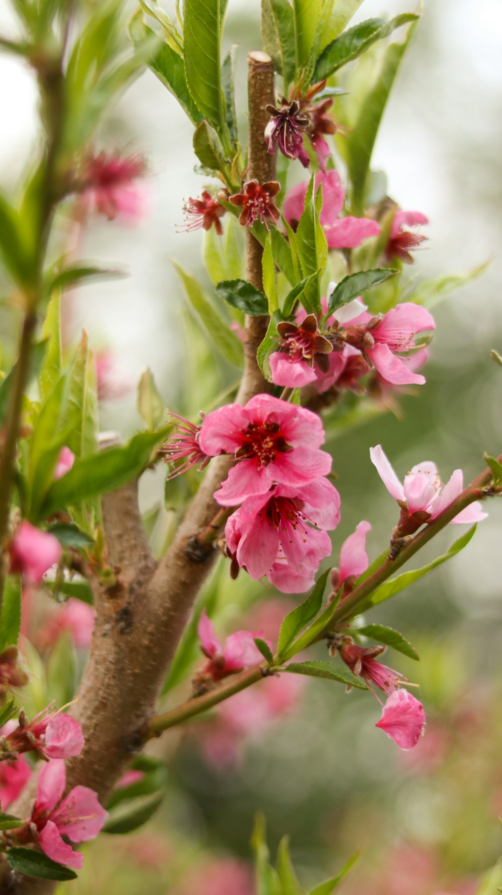 a branch with pink flowers and green leaves