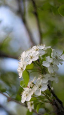 a branch with white flowers and green leaves