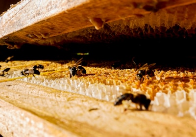 Bees are actively working on a honeycomb structure, surrounded by a warm, golden light. The honeycomb is detailed and intricate, reflecting the natural texture and structure. The scene captures a moment in nature, showing bees gathering or processing nectar.