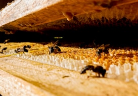 Bees are actively working on a honeycomb structure, surrounded by a warm, golden light. The honeycomb is detailed and intricate, reflecting the natural texture and structure. The scene captures a moment in nature, showing bees gathering or processing nectar.