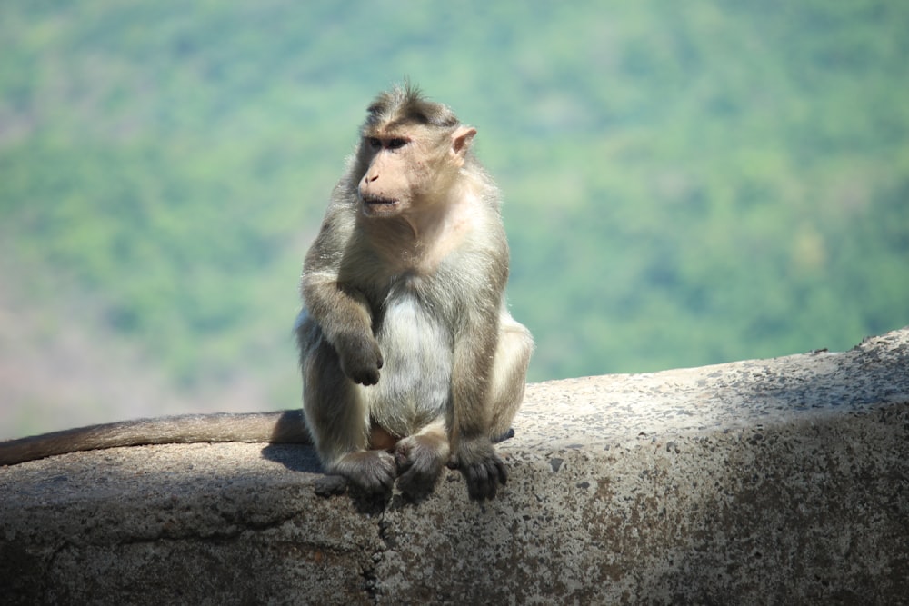 a monkey sitting on top of a rock