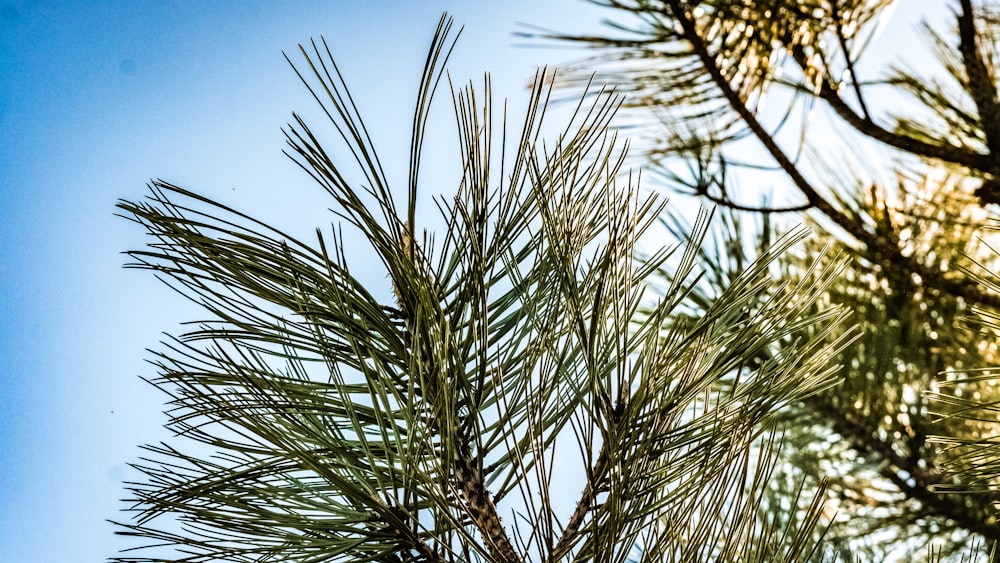 a bird is perched on top of a pine tree