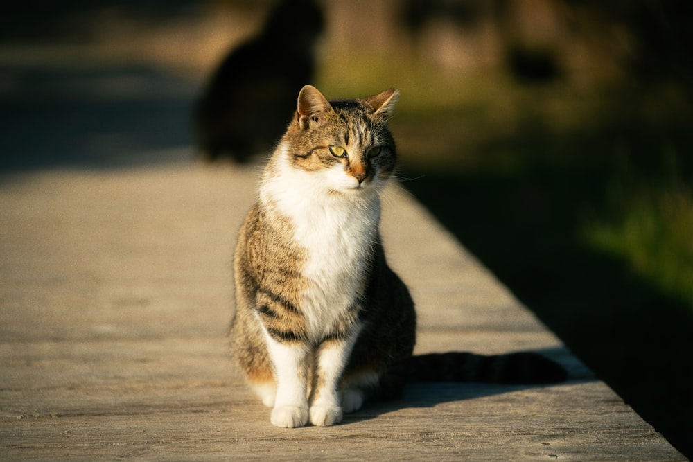 a cat sitting on a wooden walkway next to another cat