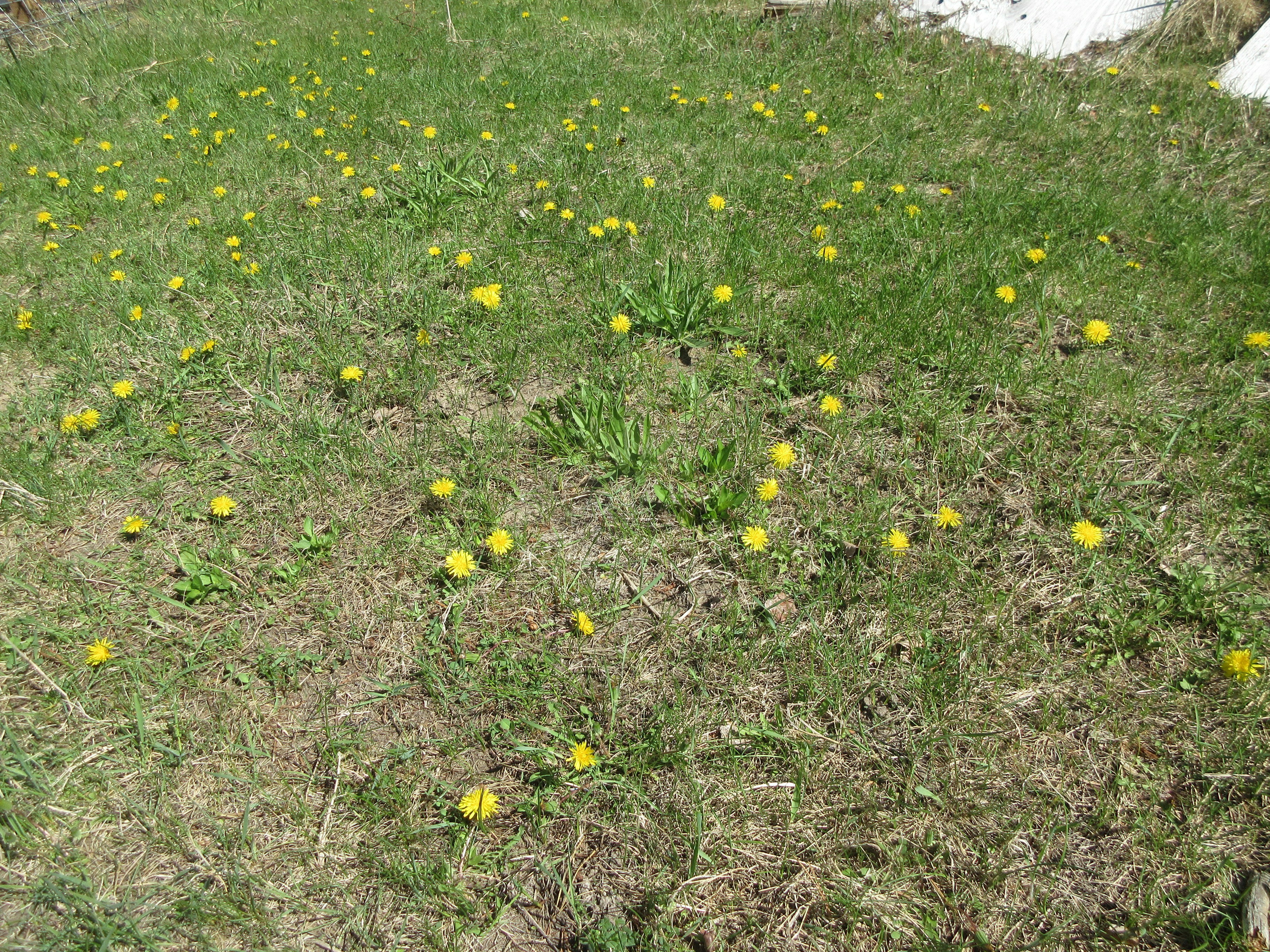 a patch of grass with yellow flowers on it