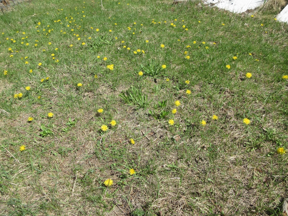 a patch of grass with yellow flowers on it