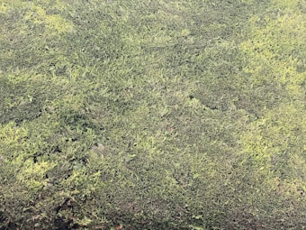 An expanse of green grass covering the ground with a dense, textured surface.