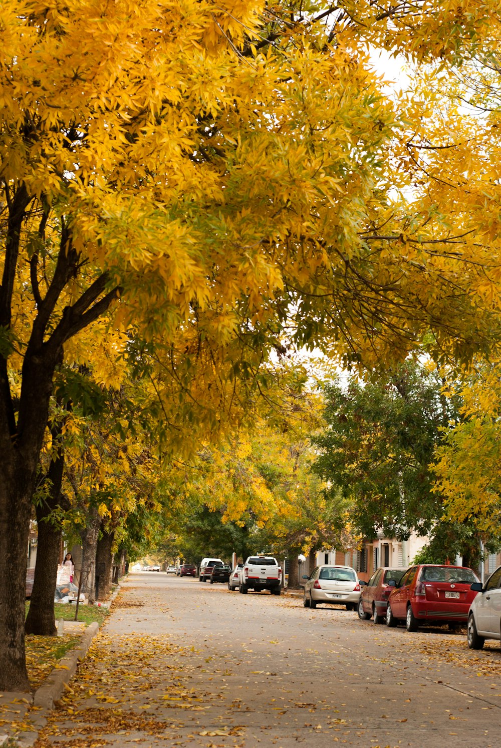 cars parked on the side of the road in the fall