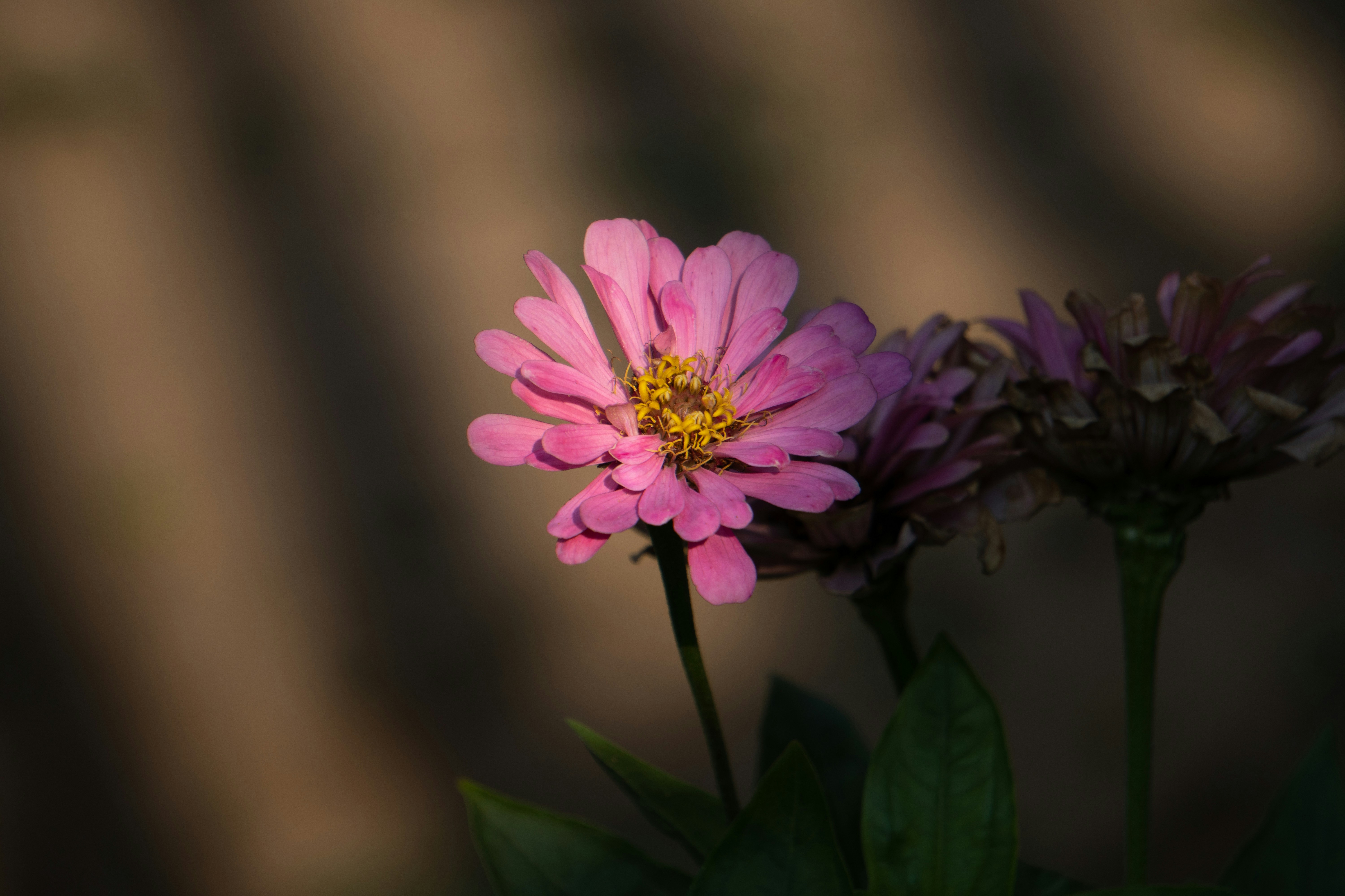 Photo by royphotography