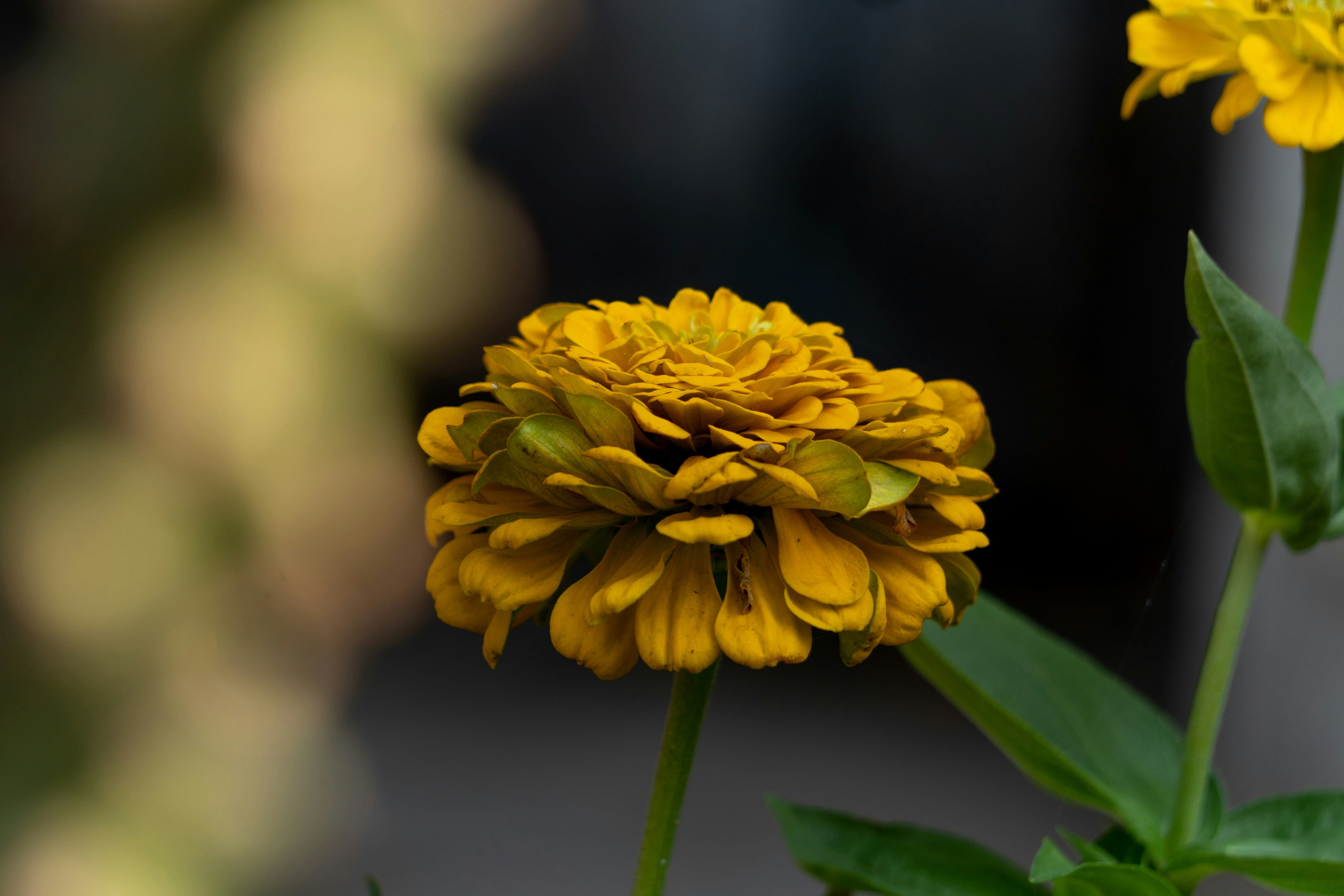 Photo by royphotography