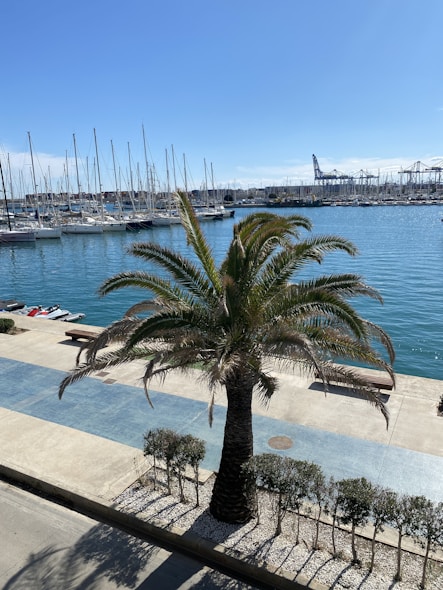 a palm tree in front of a body of water
